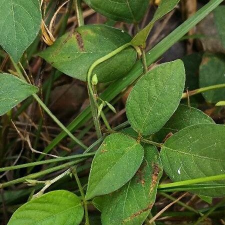 Centrosema pubescens Leaf