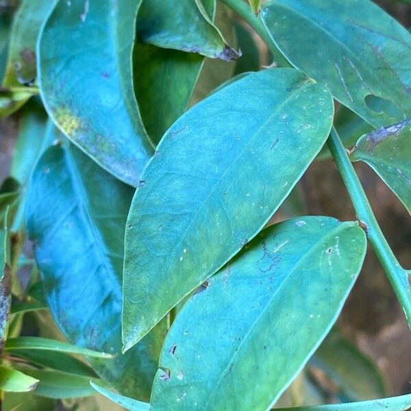 Pereskia aculeata Feuille