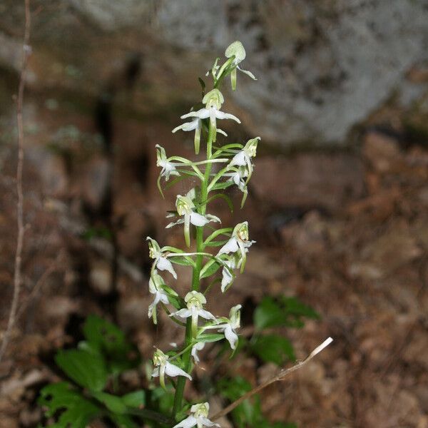 Platanthera chlorantha Kvet