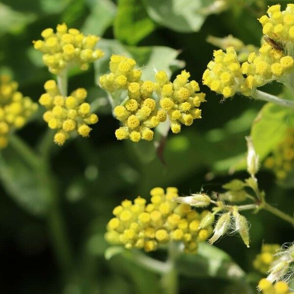 Pseudognaphalium affine Flower