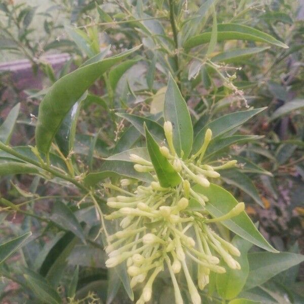 Cestrum nocturnum Hoja