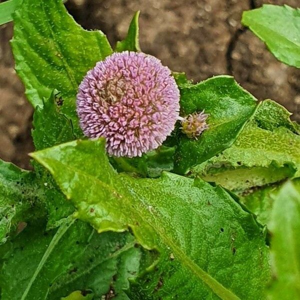 Sphaeranthus suaveolens Flor