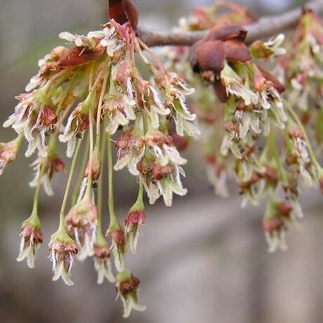 Ulmus laevis Flower