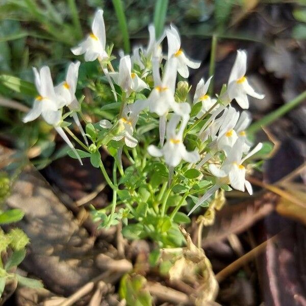 Linaria triphylla Habitus