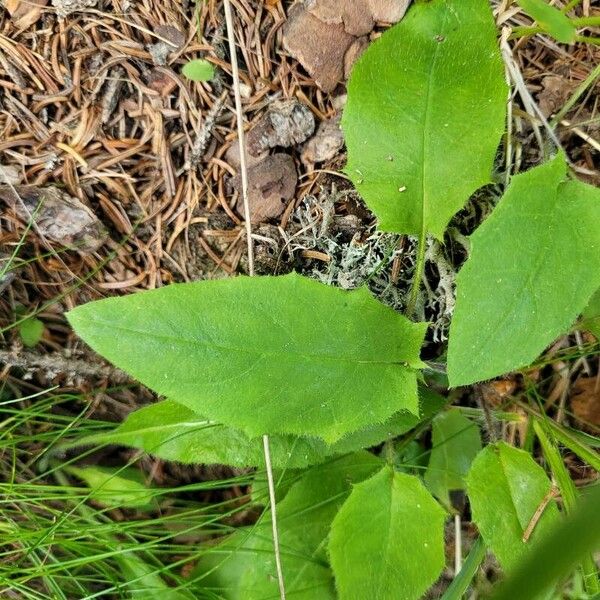 Hieracium murorum Leaf