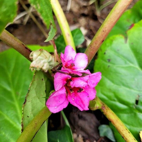 Bergenia crassifolia Flor