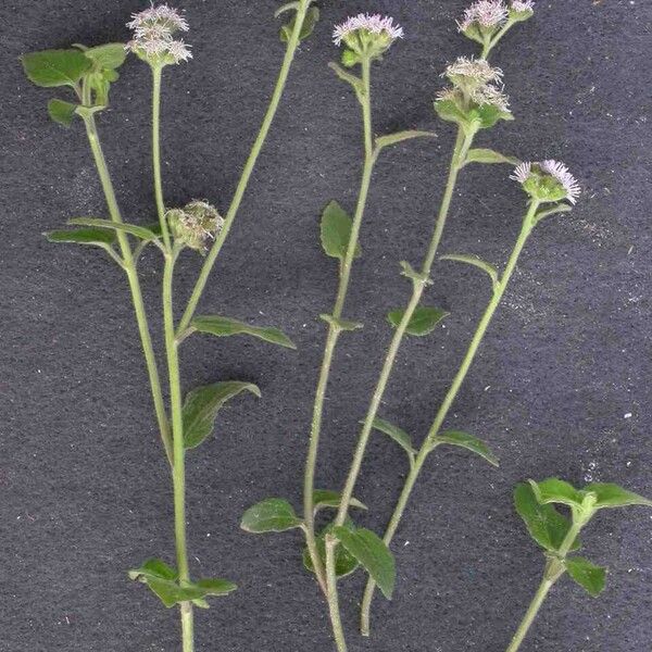 Ageratum conyzoides Leaf