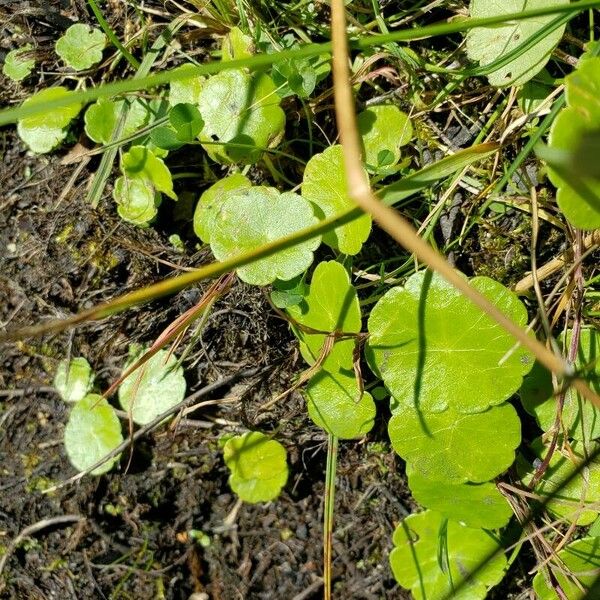 Hydrocotyle vulgaris Levél