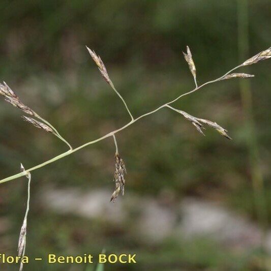 Cleistogenes serotina Fruit