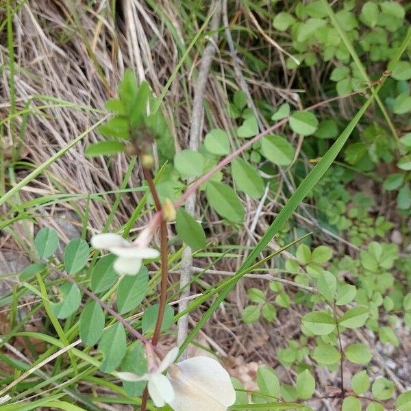 Vicia grandiflora Costuma