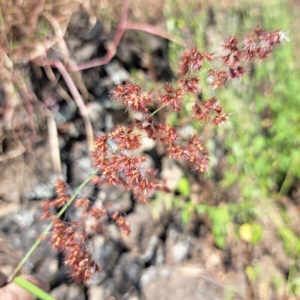 Melinis repens Yaprak