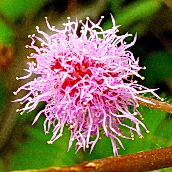 Mimosa pudica Çiçek