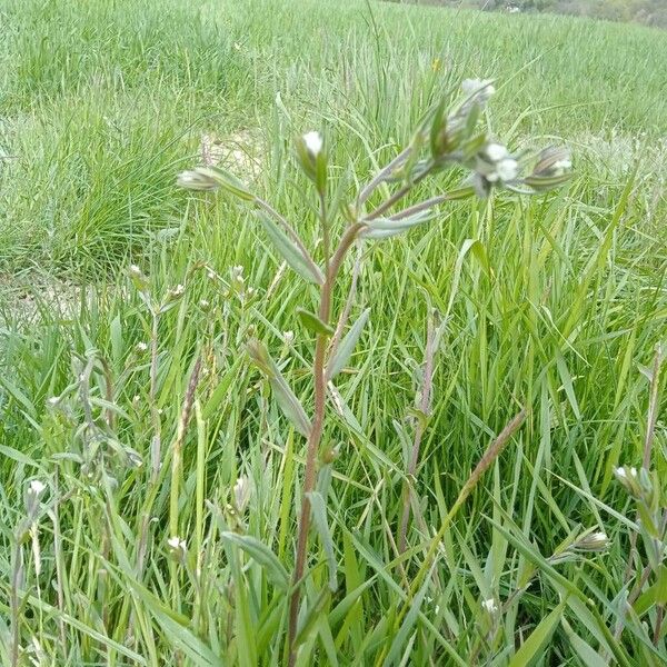 Buglossoides arvensis Yeri