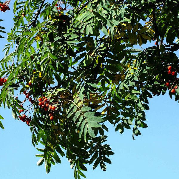 Sorbus aucuparia Листок