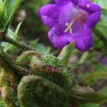 Campanula medium Cvet