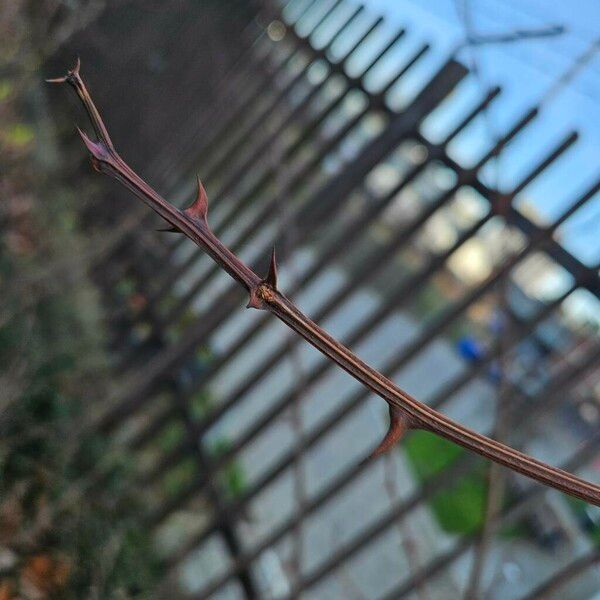 Robinia viscosa বাকল