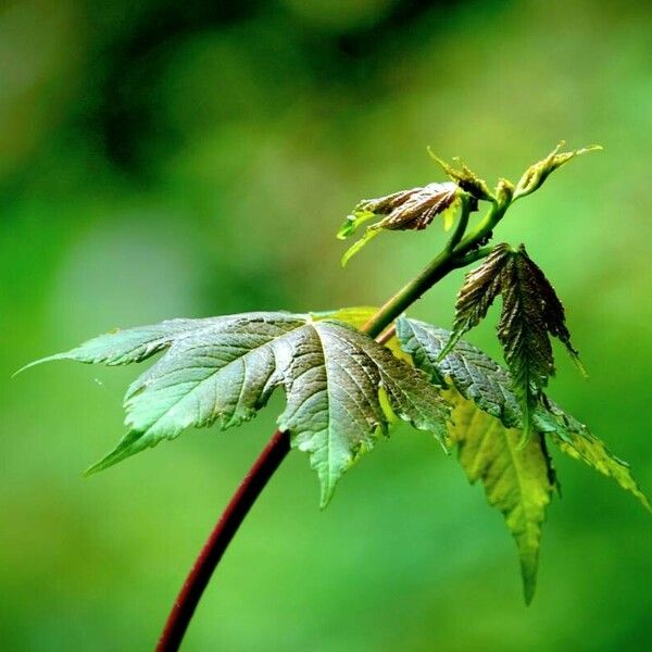 Acer pseudoplatanus Blatt