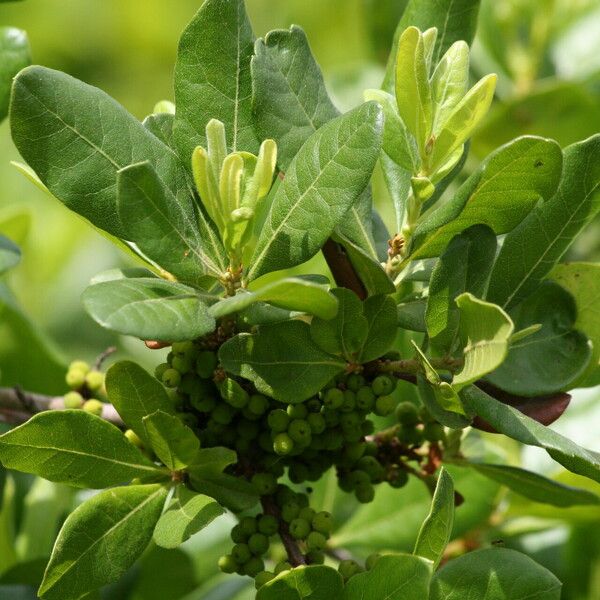 Myrica pensylvanica Плод