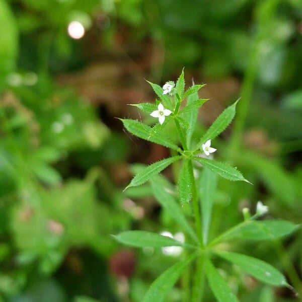 Galium aparine Bloem