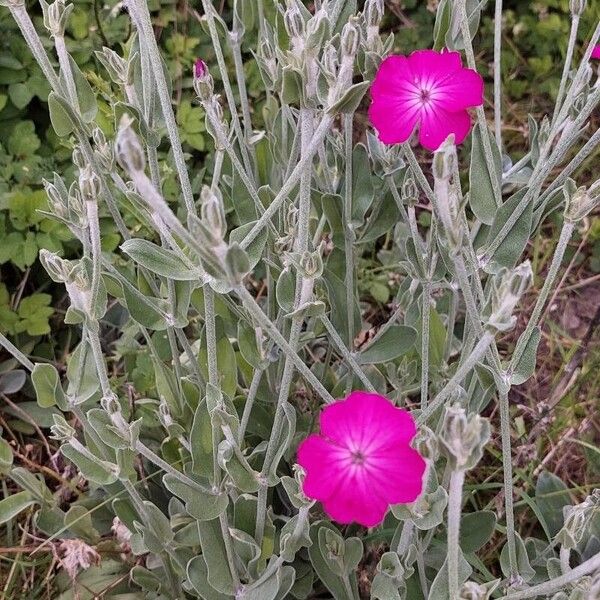 Silene coronaria Hábito