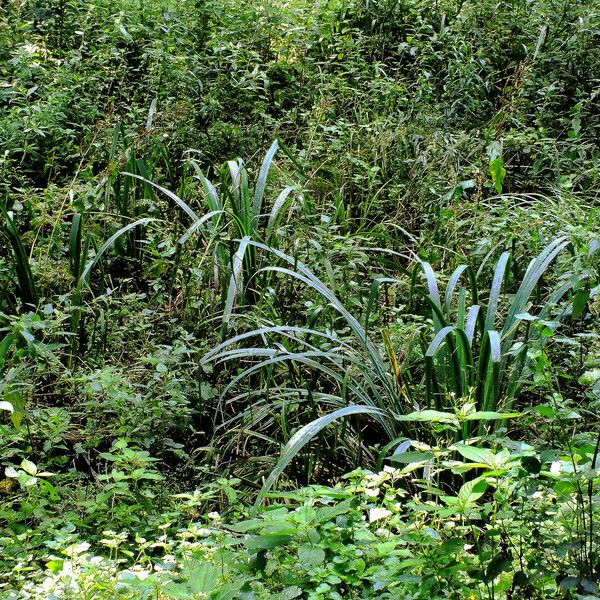 Acorus calamus Leaf