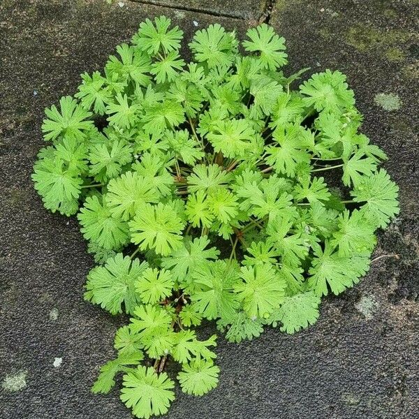 Geranium pusillum Habit