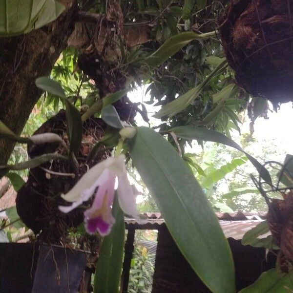 Cattleya mendelii Folha