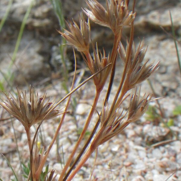 Juncus hybridus 花