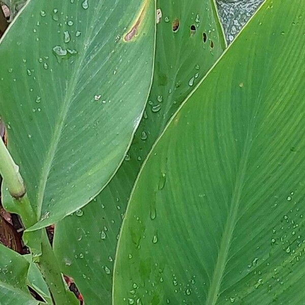 Canna × hybrida Fulla