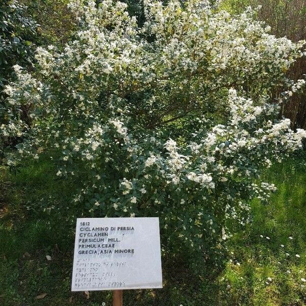 Osmanthus × burkwoodii Alkat (teljes növény)