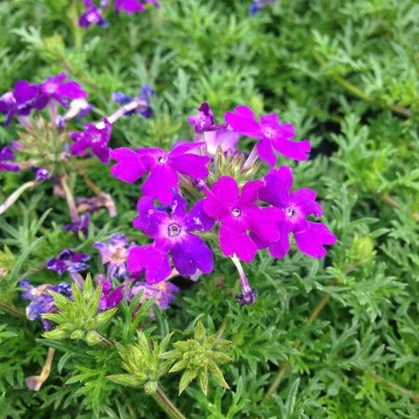 Verbena tenera Flower