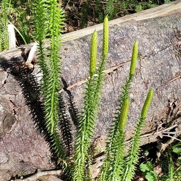 Lycopodium annotinum Hostoa