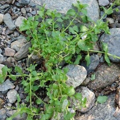 Stellaria apetala Habit