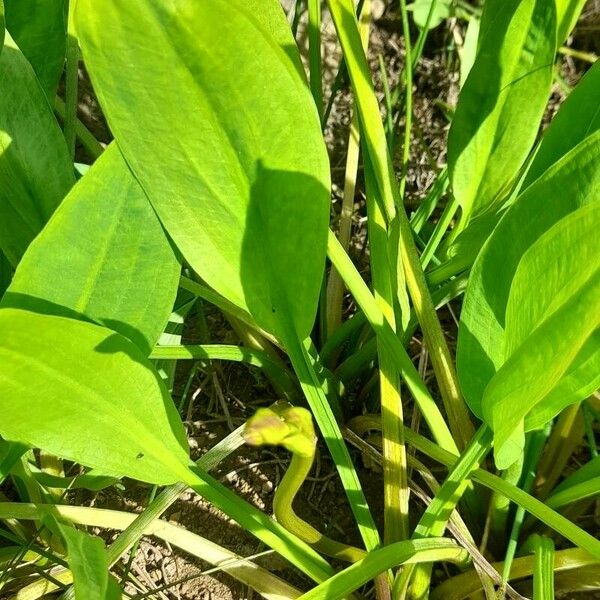 Alisma lanceolatum Hostoa