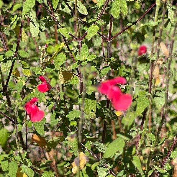 Salvia microphylla Flors