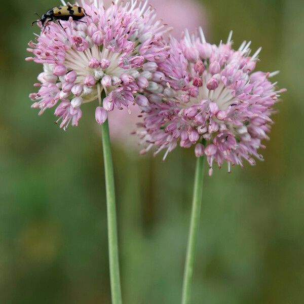 Allium lineare Flor