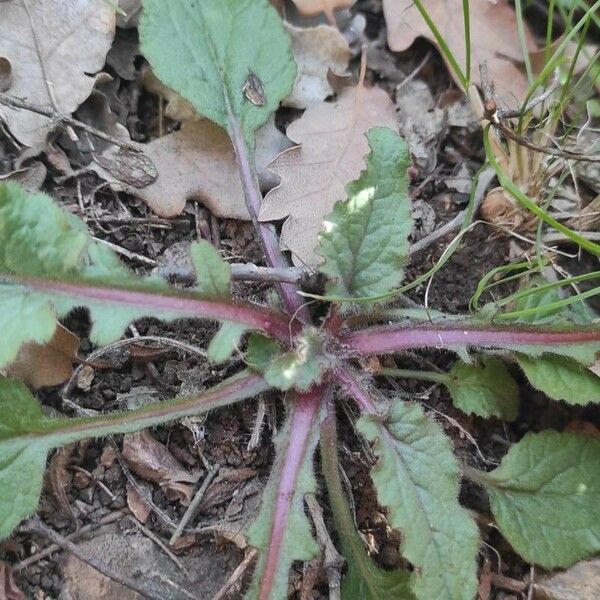 Salvia lyrata পাতা