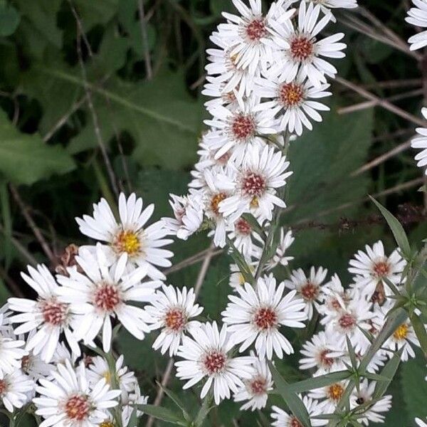 Tripolium pannonicum Flower