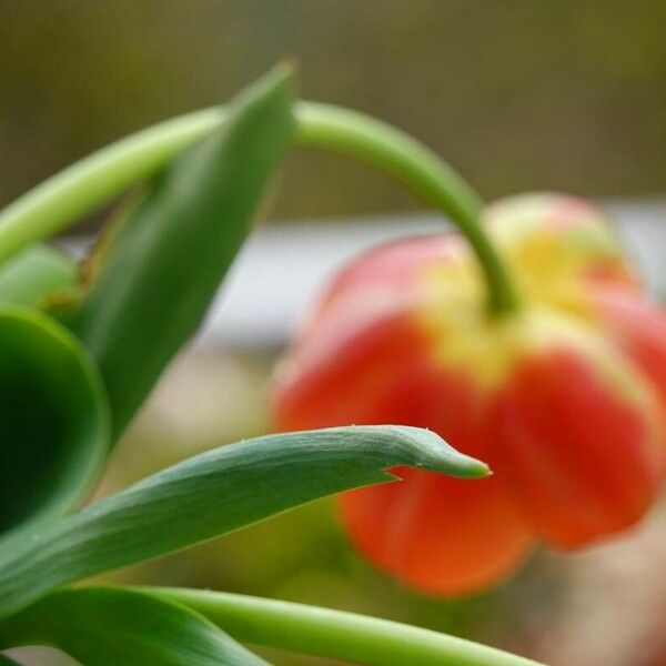 Tulipa gesneriana ഇല