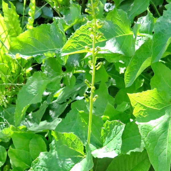 Leuzea centauroides Habit