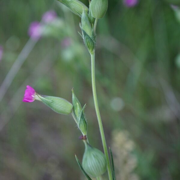 Silene conica Цвят