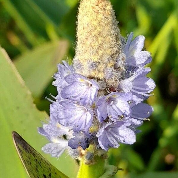 Pontederia cordata Кветка