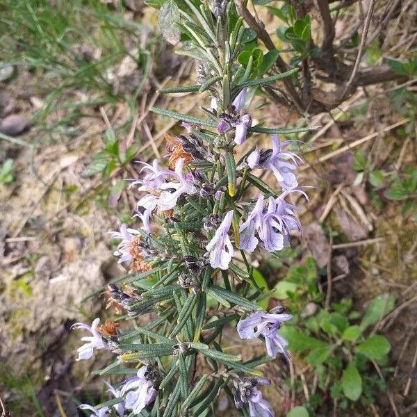 Salvia rosmarinus Virág