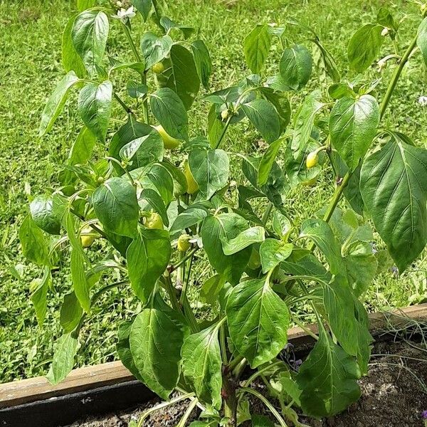 Capsicum annuum Habitus