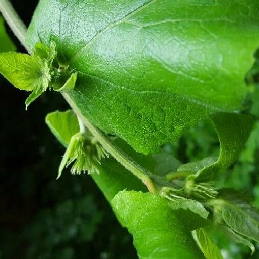 Arctium lappa Foglia