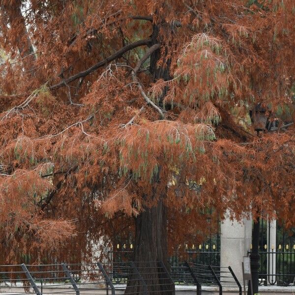 Taxodium distichum Φύλλο