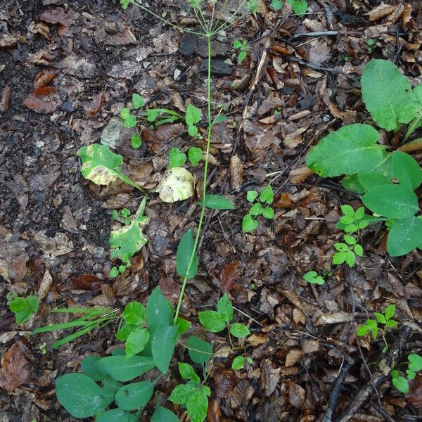 Bupleurum longifolium Fuelha