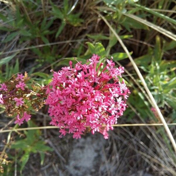 Centranthus ruber Blomst