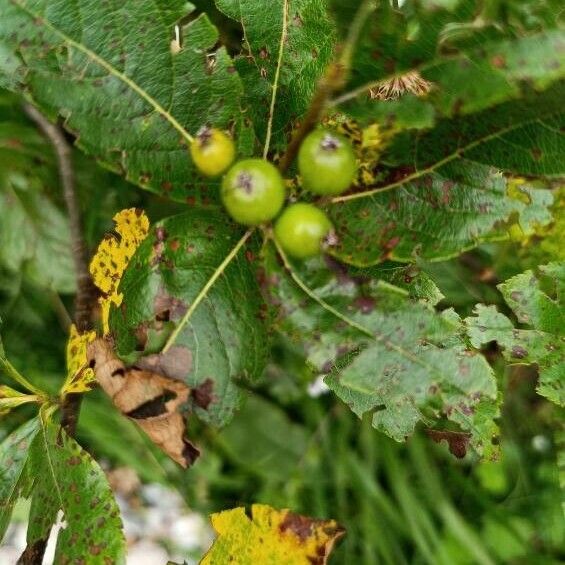 Chamaemespilus alpina Fruit