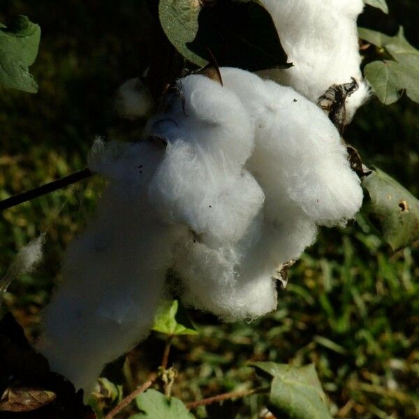 Gossypium barbadense Muu